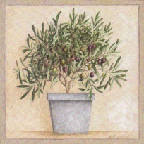 Obrázek 20x20, olivovník v květináči, rám sv. dub - červotoč