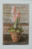 Obrázek 32x47, hyacint růžový, rám sv. dub - červotoč