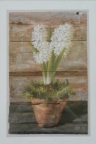 Obrázek 32x47, hyacint bílý, rám sv.dub - červotoč