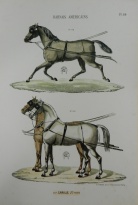 Obrázek 32x47, koňský postroj II., rám sv. dub - červotoč