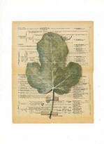 Obrázek 30x40, fíkový list, rám sv. dub - červotoč