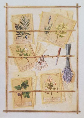 Obrázek 30x40, botanika IV., rám sv. dub - červotoč