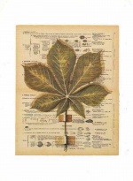 Obrázek 30x40, kaštanový list, rám sv. dub - červotoč