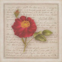 Obrázek 20x20, růže červená, rám sv. dub - červotoč