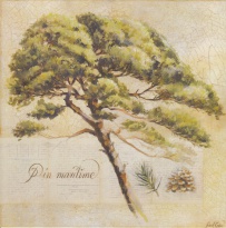 Obrázek 14x14, borovice přímořská, rám sv. dub - červotoč