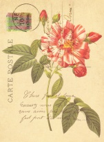 Obrázek 30x40, psaní - růže II., rám bílý s patinou