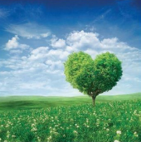 Obrázek 30x30, strom srdce - zelený, rám sv. dub - červotoč