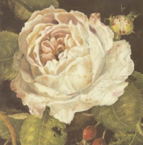 Obrázek 18x18, bílá růže, rám sv. dub - červotoč