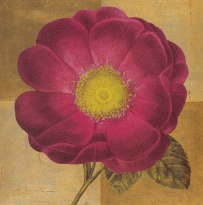 Obrázek 18x18, růže rudá, rám sv. dub - červotoč