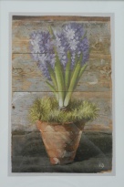 Obrázek 32x47, hyacint modrý, rám sv. dub - červotoč