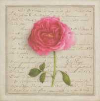 Obrázek 20x20,  růže růžová, rám bílý s patinou