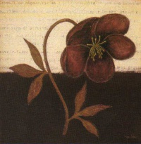 Obrázek 18x18, květina červená, rám bílý s patinou