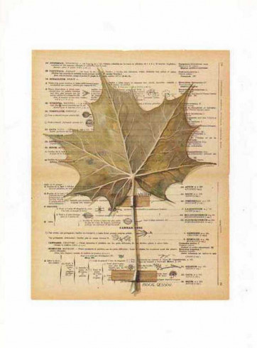 Obrázek 30x40, javorový list, rám bílý s patinou