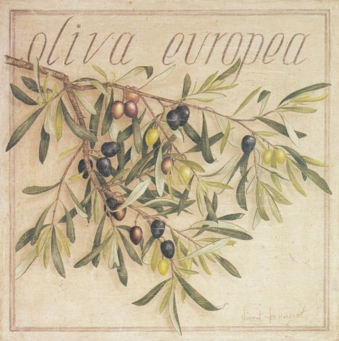Obrázek 20x20, oliva europea, rám SM1