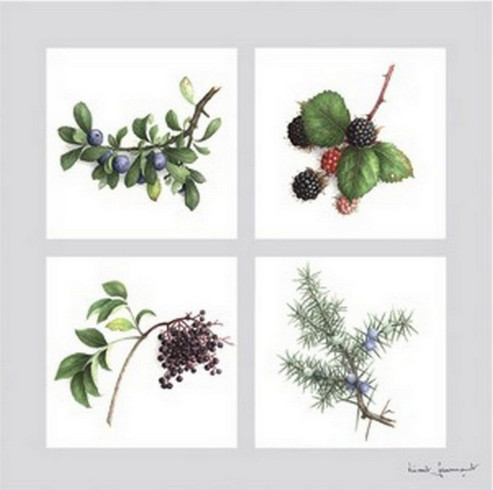 Obrázek 14x14, ovoce fialové, rám SM1