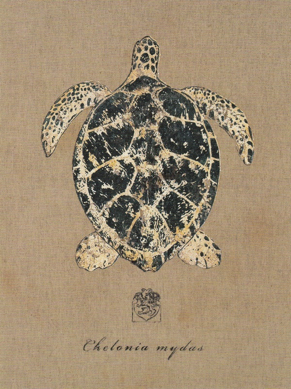 Obrázek 24x30, želva, rám bílý s patinou